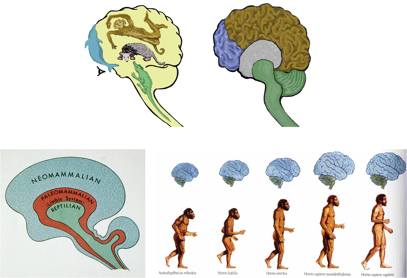 Эволюция головного мозга человека. Эволюция человеческого мозга. Мозг человека развитие Эволюция. Размер мозга человека Эволюция. Мозг древнего человека и современного